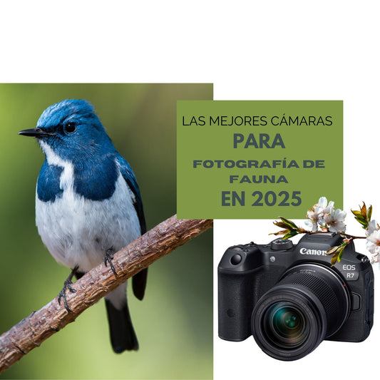 The Best Cameras for Wildlife Photography in 2025